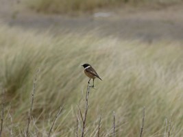 A Stonechat at Portmarnock, Co. Dublin